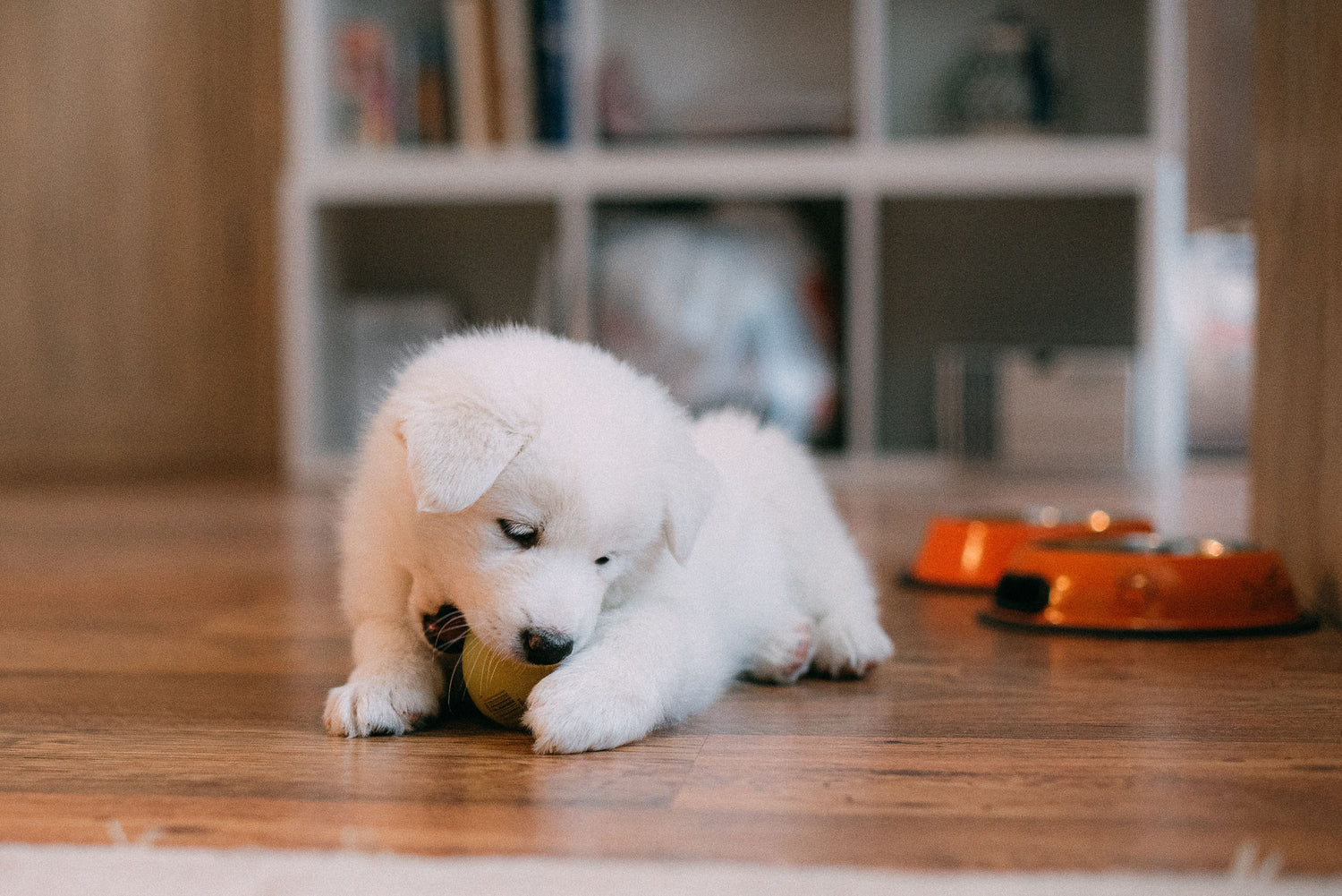 Pets Dogs & Cats